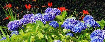 Hydrangea losing the colour looks a little sad. Espoma Learn How To Turn Hydrangeas From Pink To Blue Espoma