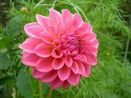 Check spelling or type a new query. National Flowers From Around The World Quiz 10 Questions