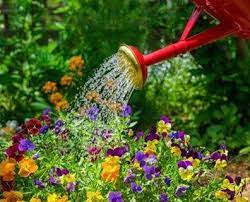 Maybe you would like to learn more about one of these? Morning Not Night Is The Best Time To Water Plants In Summer Davey Tree