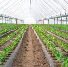 Unelte de gradina, ingrasaminte, pesticide, etc. Folie Solar Profesionala Trc Dh 180m Uv Eva Ir Latime 11m Pret Pe Ml Folie Polietilena