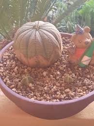 Image result for Orbea knobelii