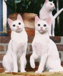 Black And White Tabby Cat Breeds Russian White Black And Tabby White Cat Breeds Cat Breeds Purebred Cats