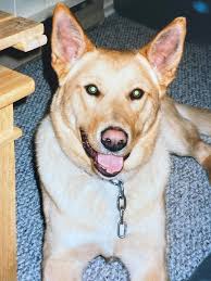 Remembering Steffen's Great Canadian Journey