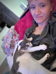 Female grey and white kitten for adoption