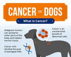 Whether or not your dog can smell cancers, is really just a guess. Cancer In Dogs Causes Symptoms Treatments Canna Pet