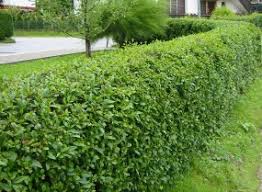 Check spelling or type a new query. Privet Green Ligustrum Ovalifolium Hedging Plants Trees Shrubs And Conifers