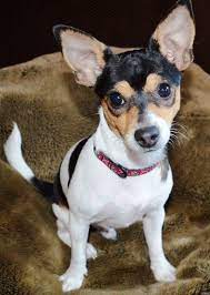 Feb 10, 2021 · the average estimated lifespan of a chihuahua rat terrier mix is between 10 15 years. Rat Cha Rat Terrier X Chihuahua Mix Info Temperament Training Puppies Pictures