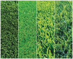 Definitions for carpet grass car·pet grass. Types Of Grass Lawn Solutions Australia