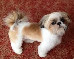 See more ideas about shih tzu grooming, shih tzu, shih tzus. Cino At 7 Months Old Shih Tzu Dog Shih Tzu Shih Tzus