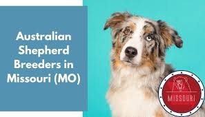 We have several litters of australian shepherd puppies for sale each year. 26 Australian Shepherd Breeders In Missouri Mo Australian Shepherd Puppies For Sale Animalfate