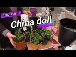 Always prune above a leaf node (the will china doll bloom? Dividing My China Doll Plant 63 Youtube