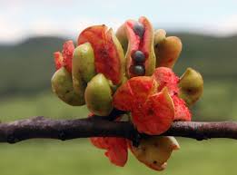 Image result for Xylopia acutiflora