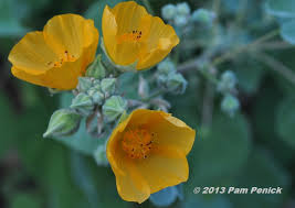 Sphaeralcea's long wands of orange flowers resemble miniature hollyhocks. Plant This Indian Mallow Digging