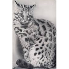Leopar Desenli Kedi Konulu Kartpostal Fiyati Ve Ozellikleri Gittigidiyor