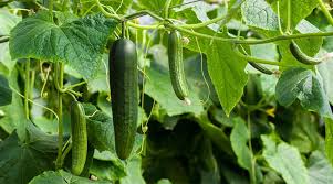 Cucumber vines will climb naturally, but you may need to help them out. Growing Cucumbers In Pots With These Easy Tips Gardening Channel