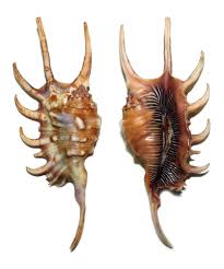 Lambis Hybrid Strombus Millepeda Scorpio Sea Shells Shells She Sells Seashells