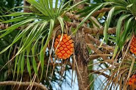 Image result for Pandanus odoratissimus