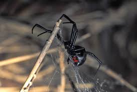 Black widow is more difficult than batman for me because i'm not even sure she's a costumed vigilante. Black Widow Spiders Mdc Discover Nature