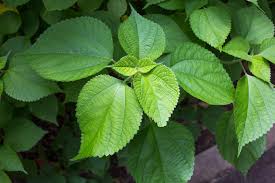 Image result for Barleria boehmii