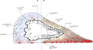 Maybe you would like to learn more about one of these? Frontiers Tailoring Cellular Function The Contribution Of The Nucleus In Mechanotransduction Bioengineering And Biotechnology