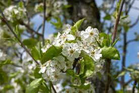 Maybe you would like to learn more about one of these? 14 Trees With White Flowers To Brighten Your Yard