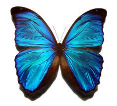 How to open, edit, & convert jpg or jpeg files. File Blue Morpho Butterfly Jpg Wikipedia