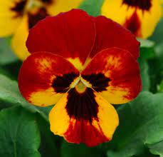 New Pansy Blaze Pohlmans Pansies Flowers Australia Spring Flowers