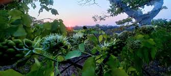 Image result for Brachystegia microphylla