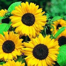 10.000 isi 5 benih info lebih lanjut? Benih Bunga Matahari Sunflower Little Leo Shopee Indonesia