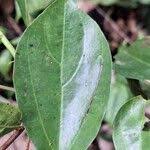 Image result for Scepocarpus