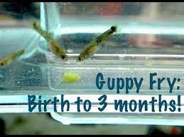 Guppy Fry Birth To 3 Months Youtube