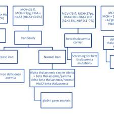 Flow Chart For Carrier Identification Of Beta Thalassemia