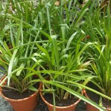 Pontianak harum sundal malam, also known as pontianak scent of the tuber rose or fragrant night vampire, is a 2004 malaysian horror film directed and written by shuhaimi baba. Anak Pokok Bunga Harum Sundal Malam Organik Shopee Malaysia