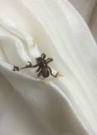 Image result for hotel being rebuilt with sign that says there was a spider