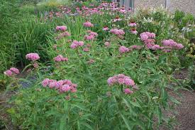 Swamp Milkweed Jpg 3 456 2 304 Pixels Milkweed Summer Garden Plants