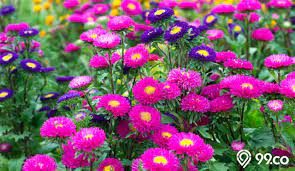 Maybe you would like to learn more about one of these? Cara Menanam Merawat Bunga Aster Di Pekarangan Rumah Mudah
