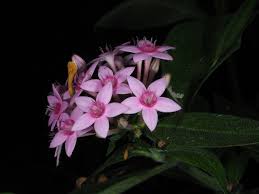 Image result for Pentas micrantha