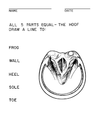Illustrations Handouts Horse Camp Horse Lessons Horse Care