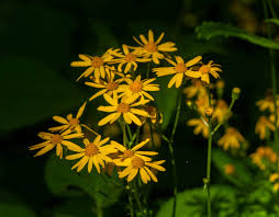 Image result for Rungia paxiana