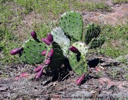 Prickly pear is a common succulent plant in mediterranean and subtropical regions. Cactus Wren Fact Sheet
