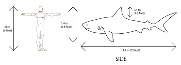This shark is an aggressive. Scenebank Com Tiger Shark Measurements And Facts Size Comparison To A 6 Foot Man