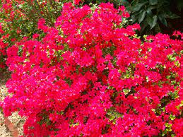 We did not find results for: Beautiful Spring Flowers Blooming In Georgia By Michele Babcock Nice Blogbymichele