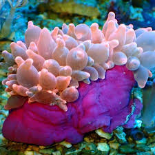 Image result for Macrotyloma tenuiflorum