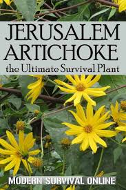 When do you plant sunchokes? Jerusalem Artichoke The Ultimate Survival Plant