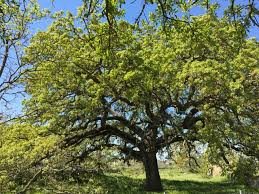 Risultati immagini per quercia vallonea tricase