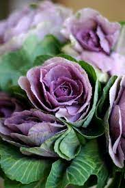 Check spelling or type a new query. Flowers A Z B Is For Brassica Design Sponge