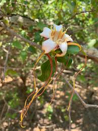 Image result for Strophanthus sarmentosus