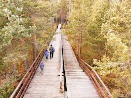 Ponad 45ha to torfowiska wysokie. Bor Na Czerwonem Rezerwat Nowytarg Dzieciochatki Pl