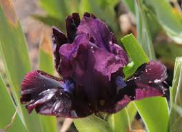 Image result for Xyris sp.nov.