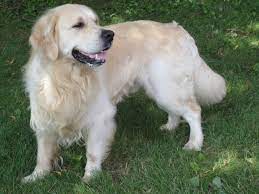 Maybe you would like to learn more about one of these? Adorable Golden Retriever Puppy Available Windy Knoll Golden Retrievers